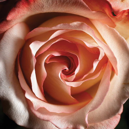 Pink Rose Photography