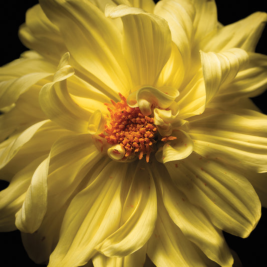 Yellow Flower Photography