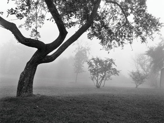 Morning Mist, Farmington Hills, Michigan 82