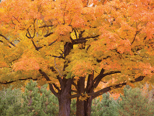 Maple Tree In Autumn, Big Bay, Michigan '12-color