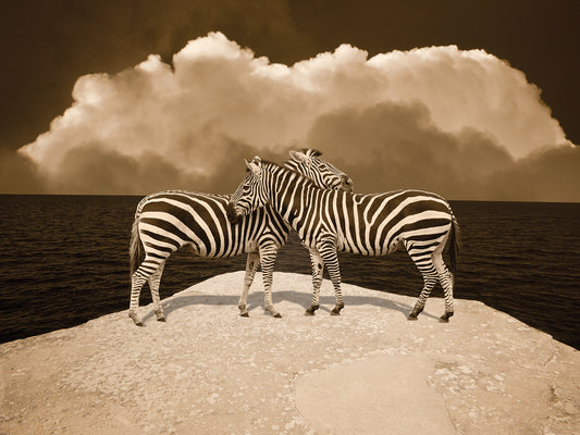 Two Zebras, Port Austin, MI '11 - IR