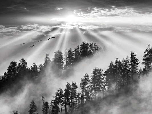 Smoky Mountain Sunrise, Tennessee 13 - Black & White