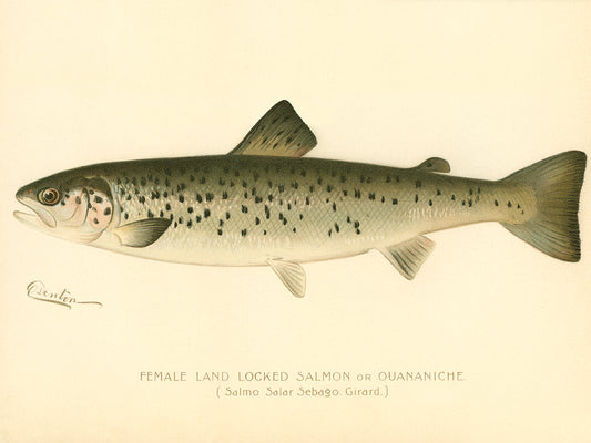 Female Land Locked Salmon