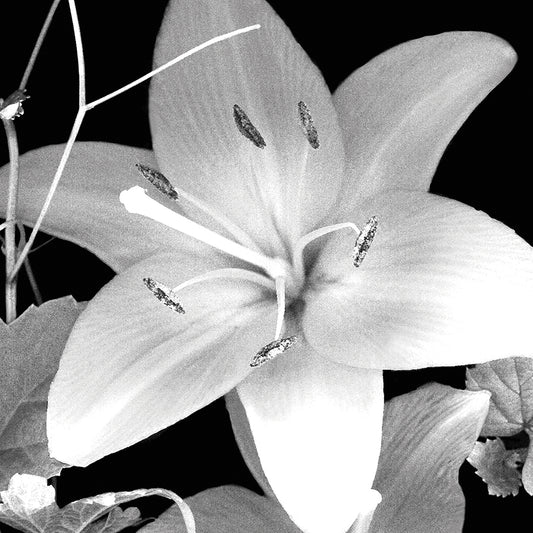 White Lily II B&W