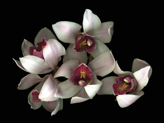 Pale Pink& Fushia Orchid #2