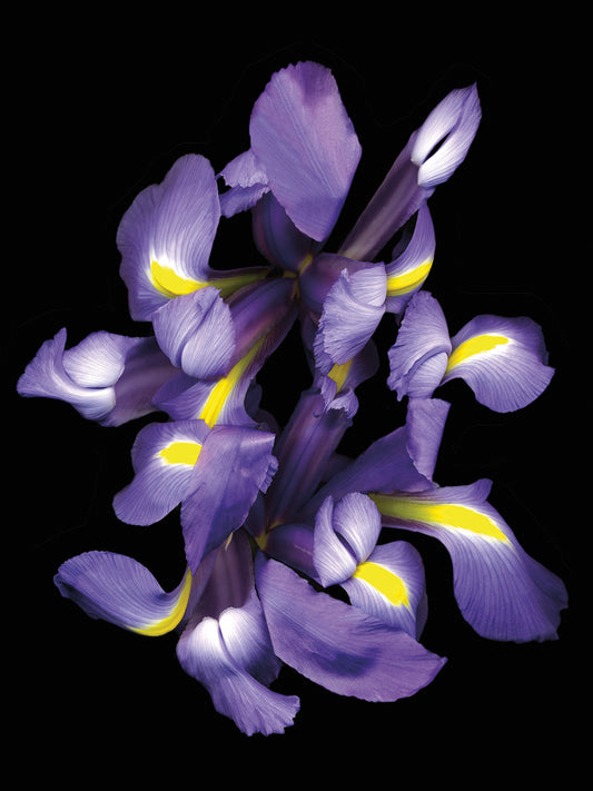 Blue Iris ˜09