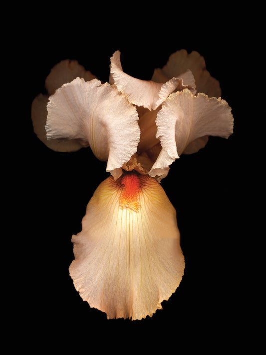 Peach Iris #2
