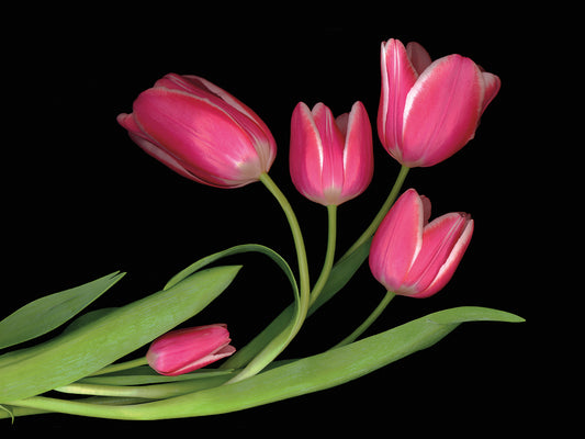 Tulips #3