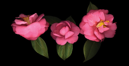 3 Camellias