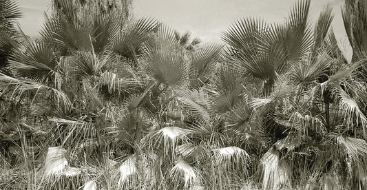 Water Palms Crop