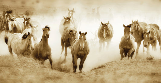 San Cristobol Horses