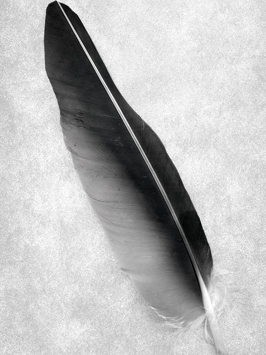 Feathers #7