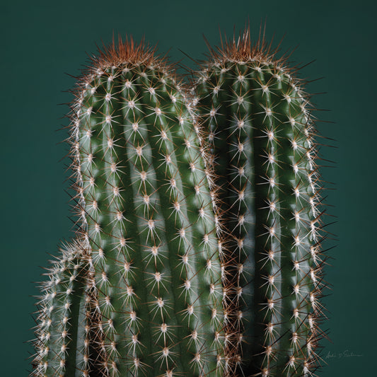 Cacti V