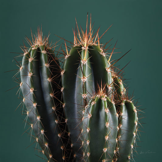 Cacti IV