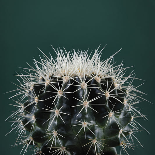 Cacti II