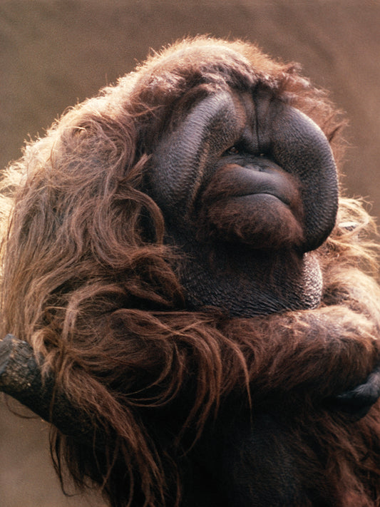Hairy Orangutan