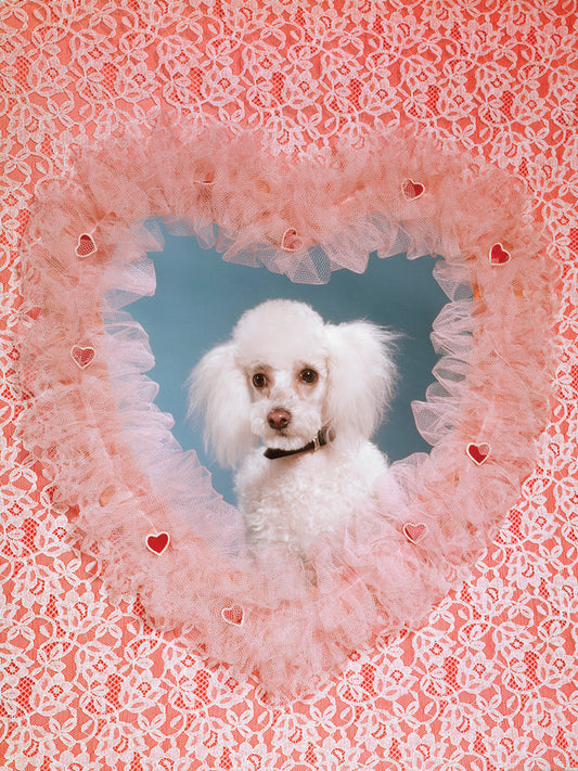Pink Heart White Poodle