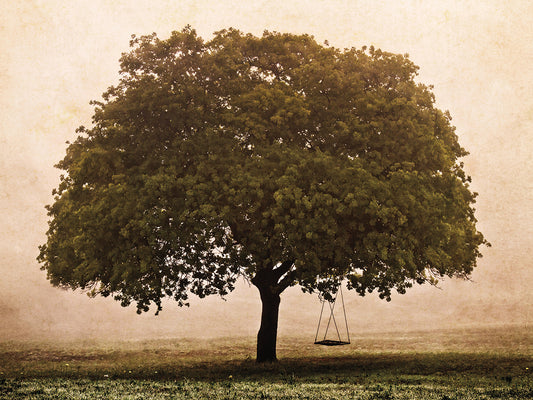 The Hopeful Oak