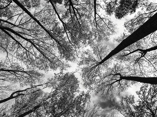Looking Up I BW Crop