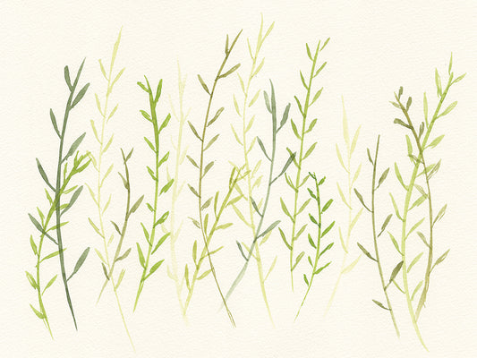 Thin Fern Grass