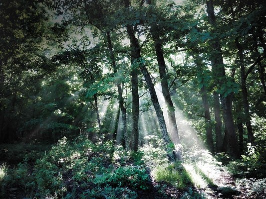 Sun Forest