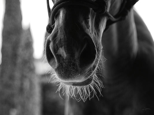 Polo Pony Closeup