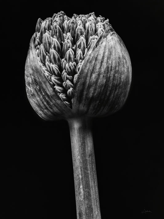 Allium I