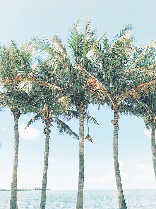 Island of Palms