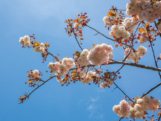 Blue Sky with Spring Blossoms