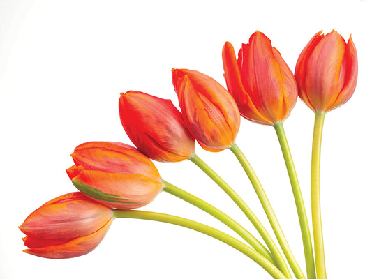 Tulips 010C01