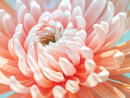 Chrysanthemums 033