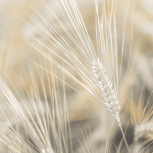 Wheat 323