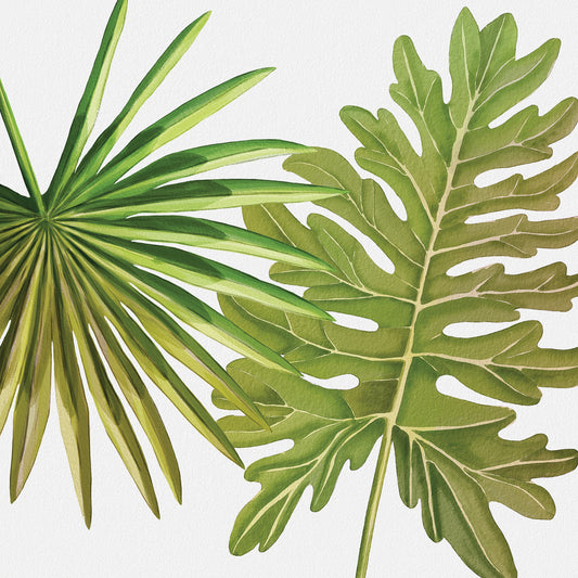 Fan Palm and Philodendron Leaf