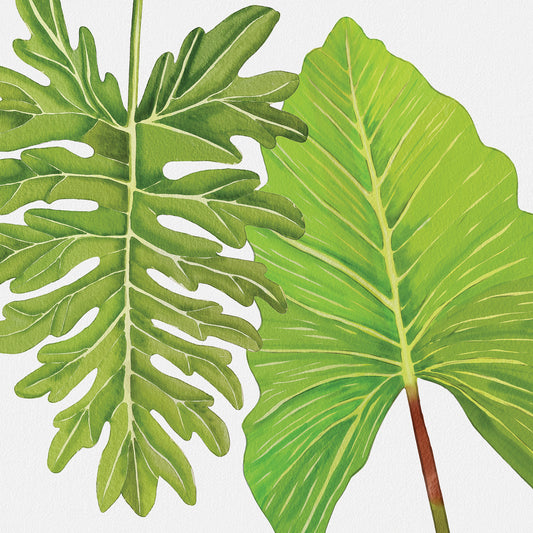 Philodendron Leaves