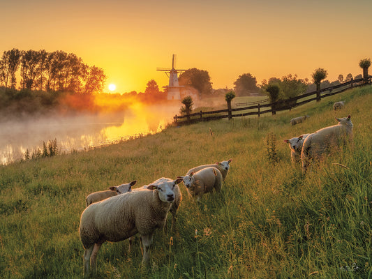 Sheep at Sunrise