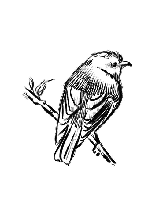 Songbird Sketch I