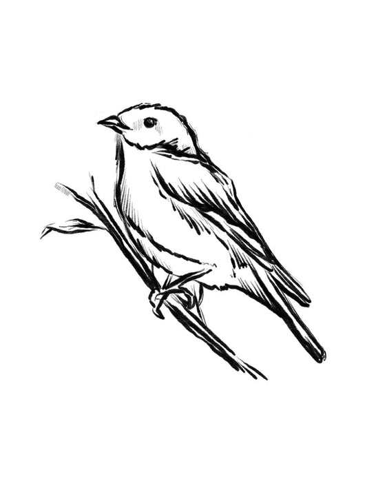 Songbird Sketch II