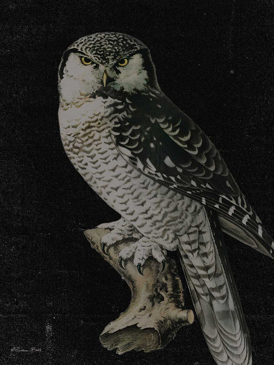 Moody Owl