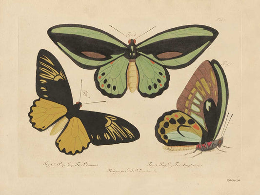 Vintage Butterflies 3
