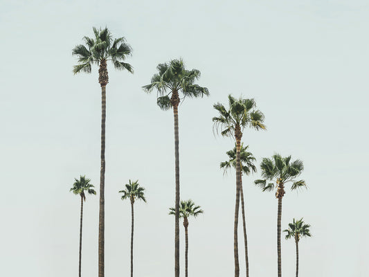 Cali Palms