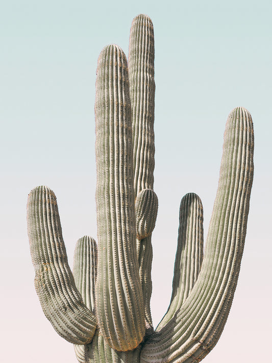 Pastel Saguaro