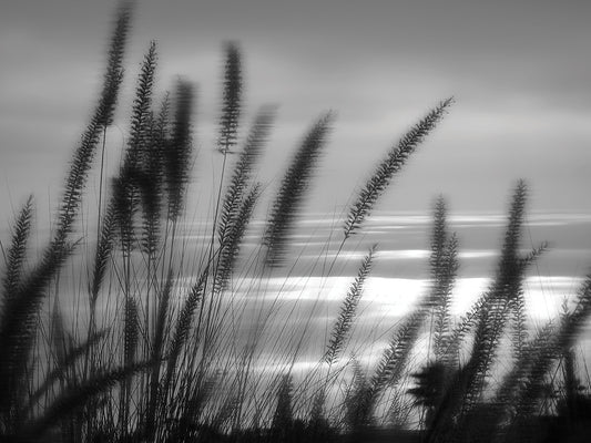 Coastal Reeds Close Up