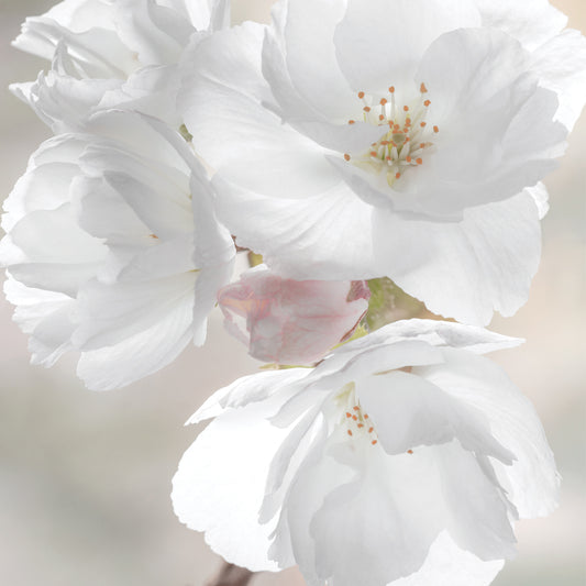 Soft Blossoms