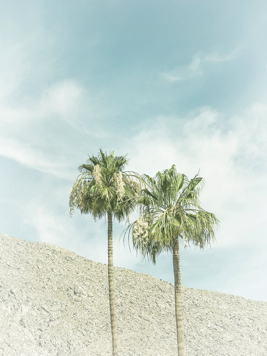 Vintage Palm Trees in the desert
