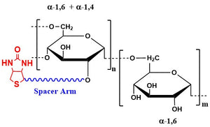 葡聚糖生物素，分子量5 kDa