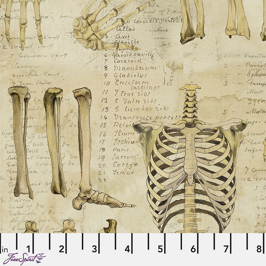  Laboratory Canvas Anatomy Neutral 