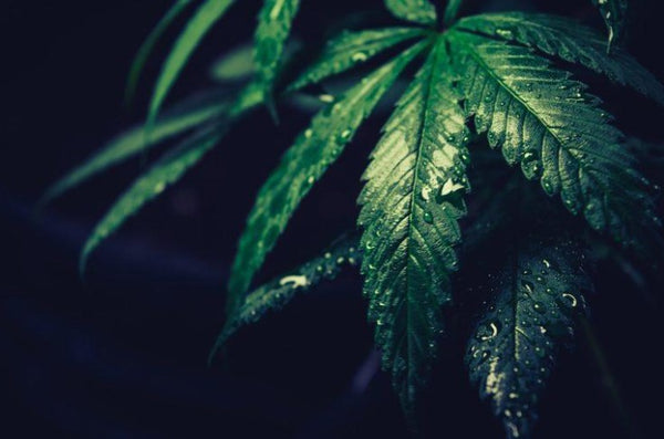 How to Treat Underwatered Cannabis Plants