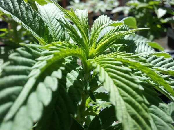 How to Treat Underwatered Cannabis Plants