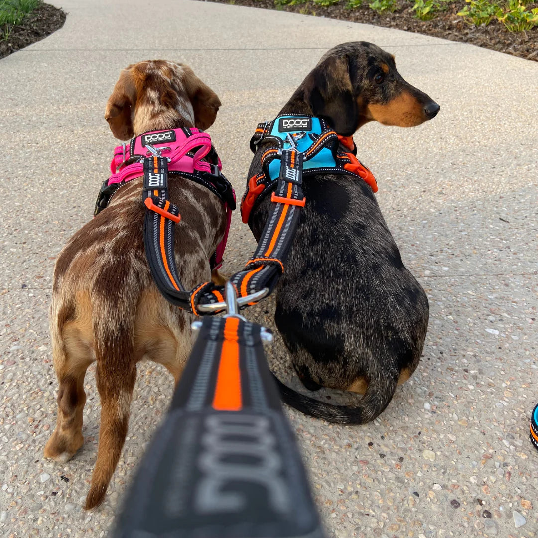 Doog Dual Walker Leash Beethoven Black/Grey/Orange