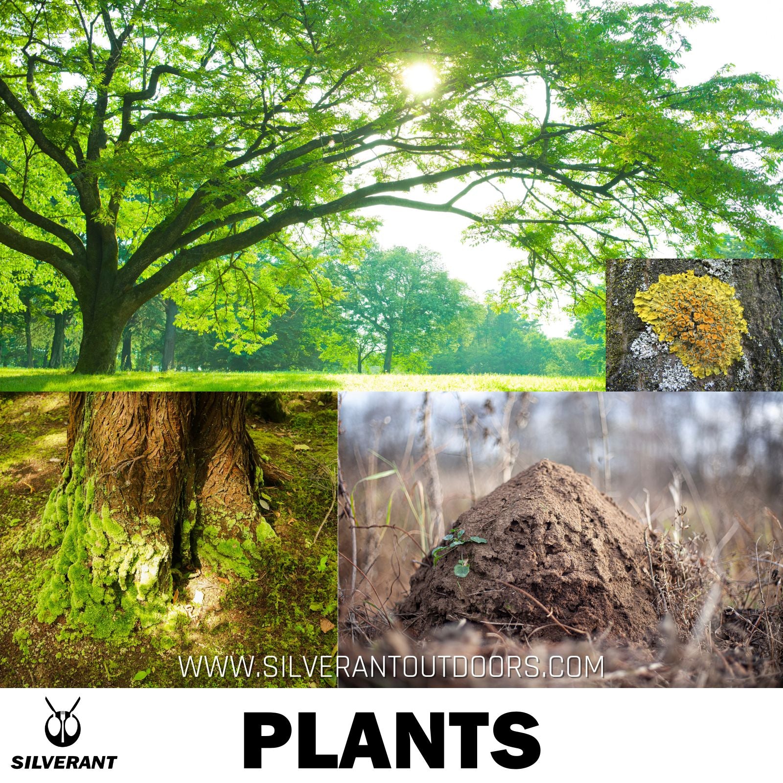 Plants - SilverAnt Outdoors